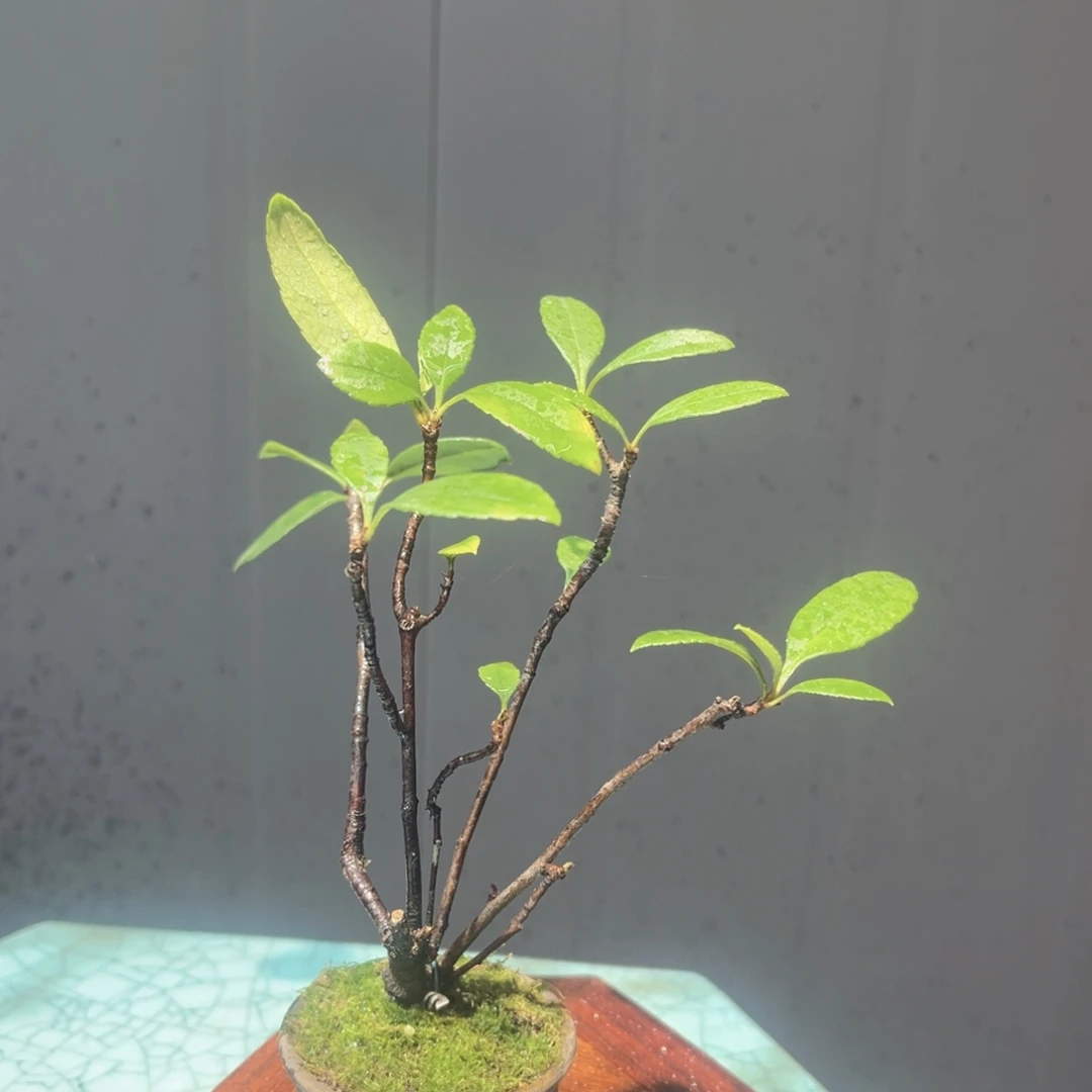 不开花植物用****66666888