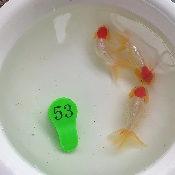 金鱼包邮包活到家