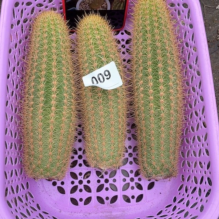 不**想009号奥拓侧牙3颗