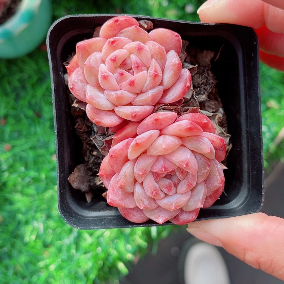 爱****灰风靡园艺糖钻双头