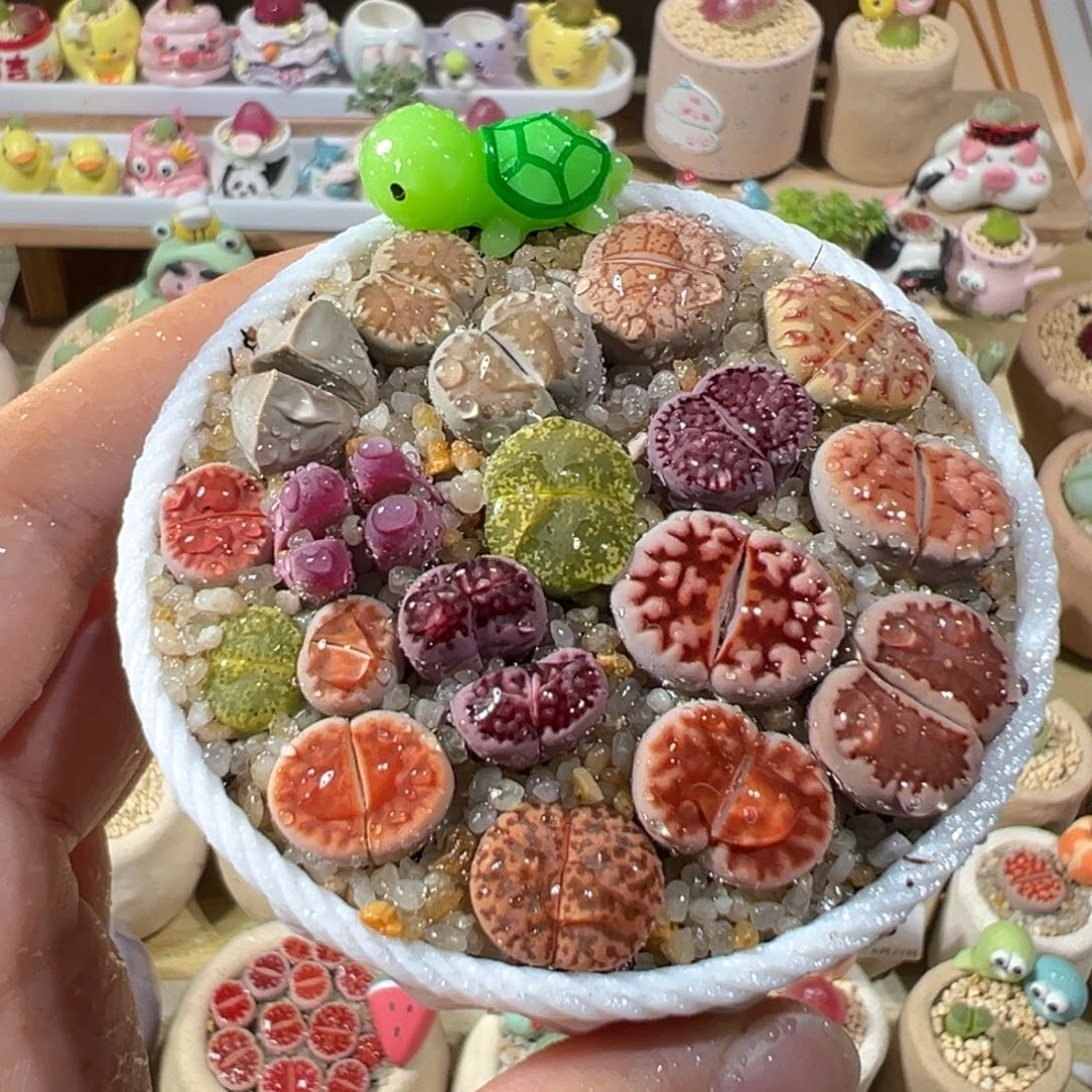 多肉植物123号彩色