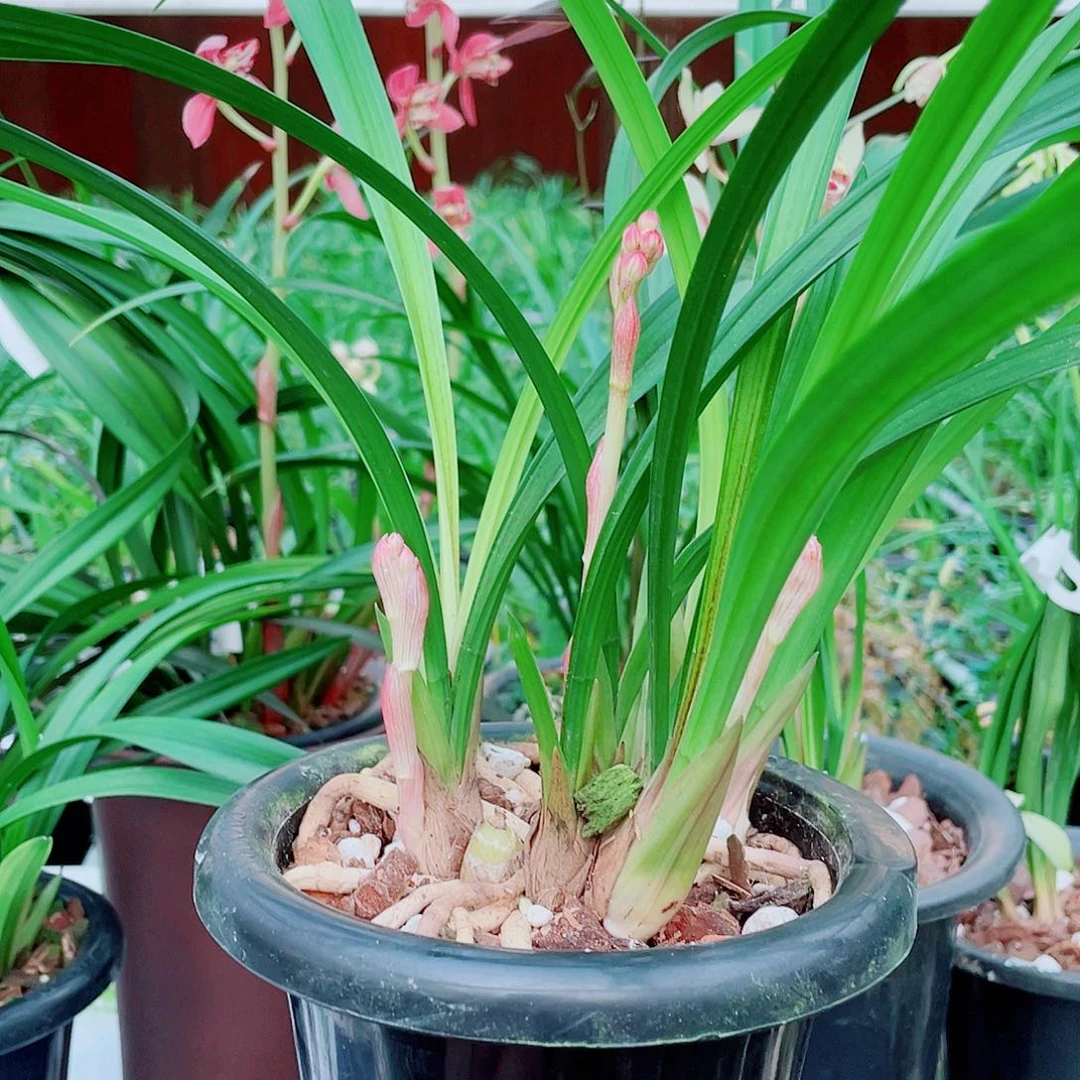 所***人完全开放一物一拍漂亮开花