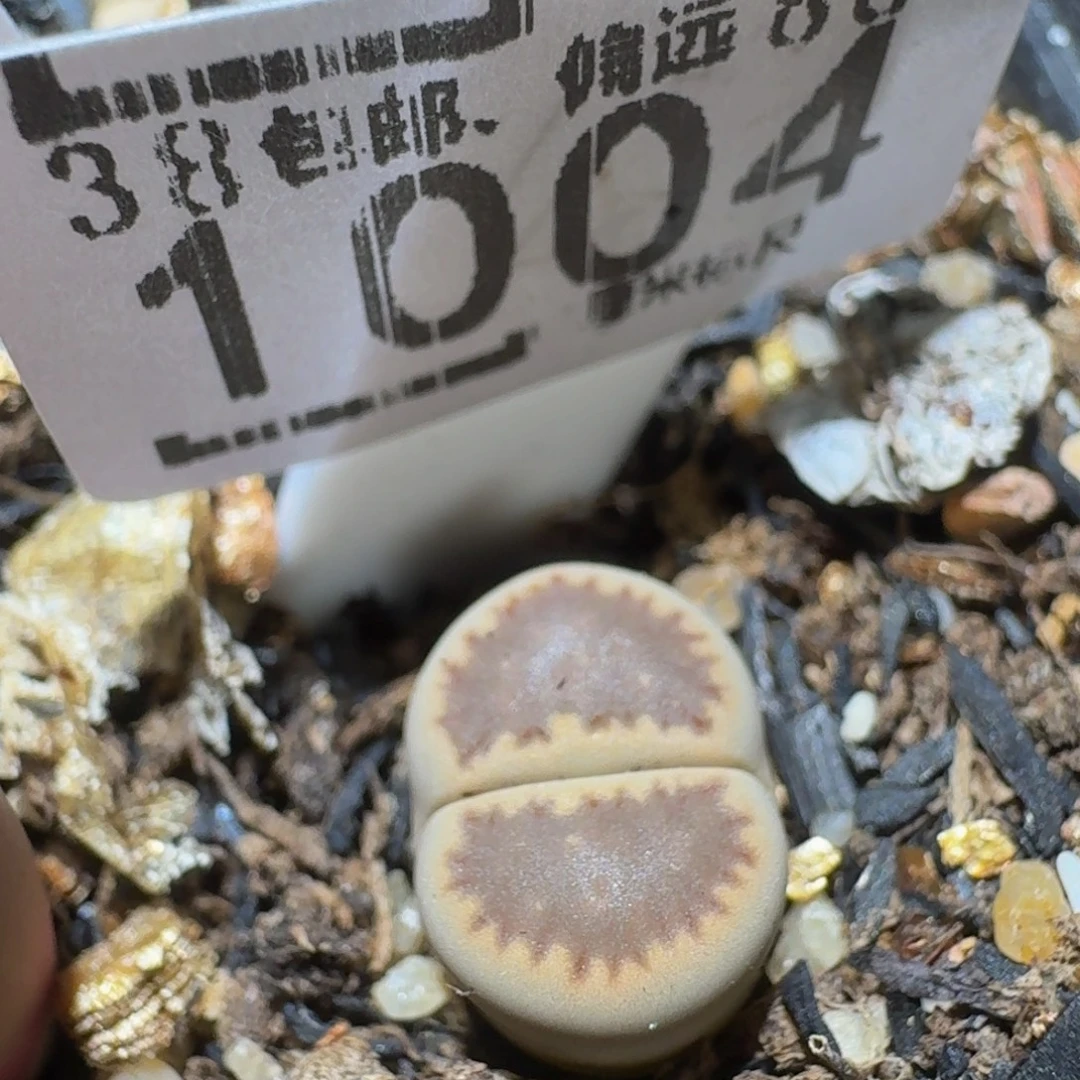 Ssss精品生石花1004