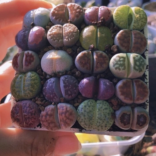 无花朵0974，如图一物一拍