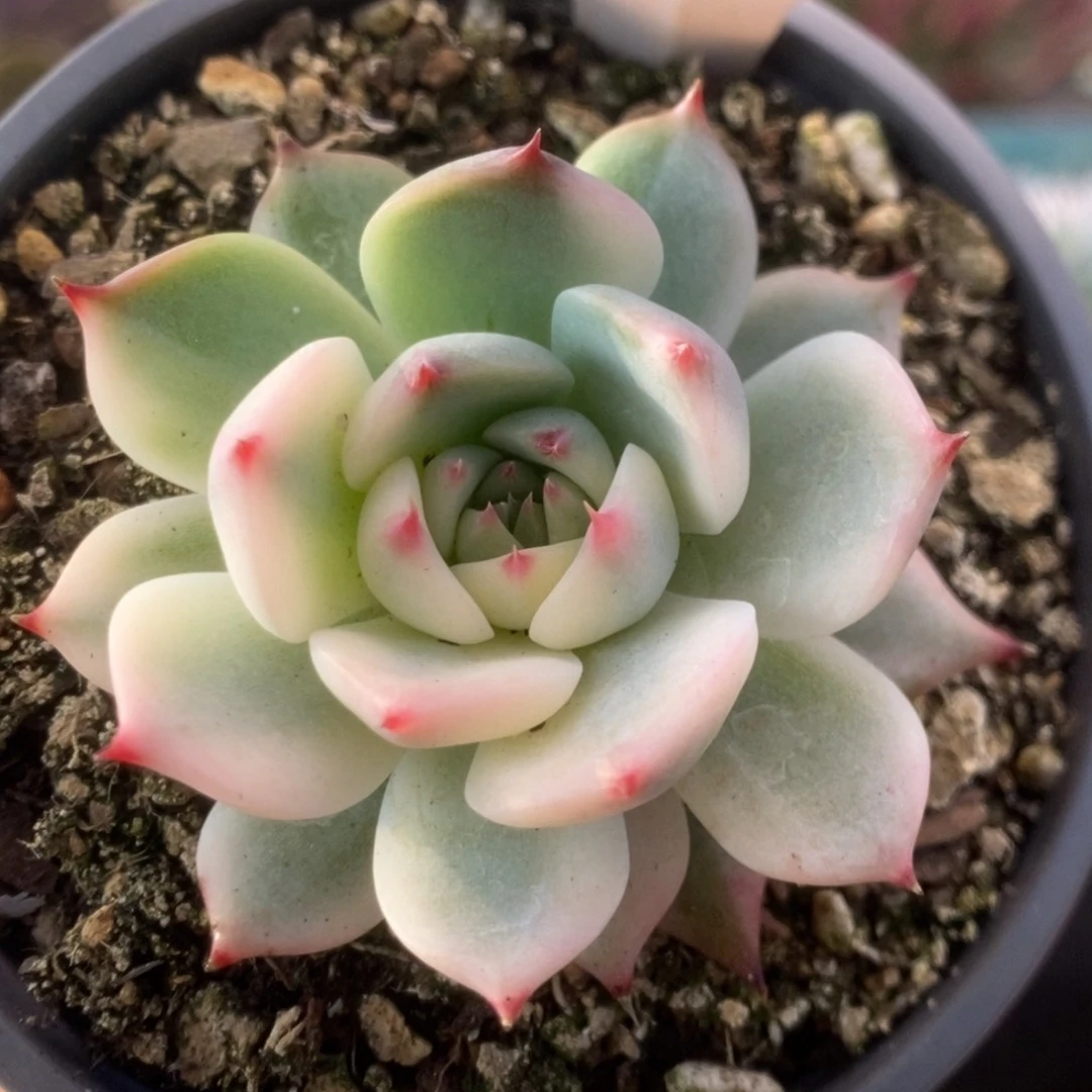 107锦锦锦锦锦锦锦