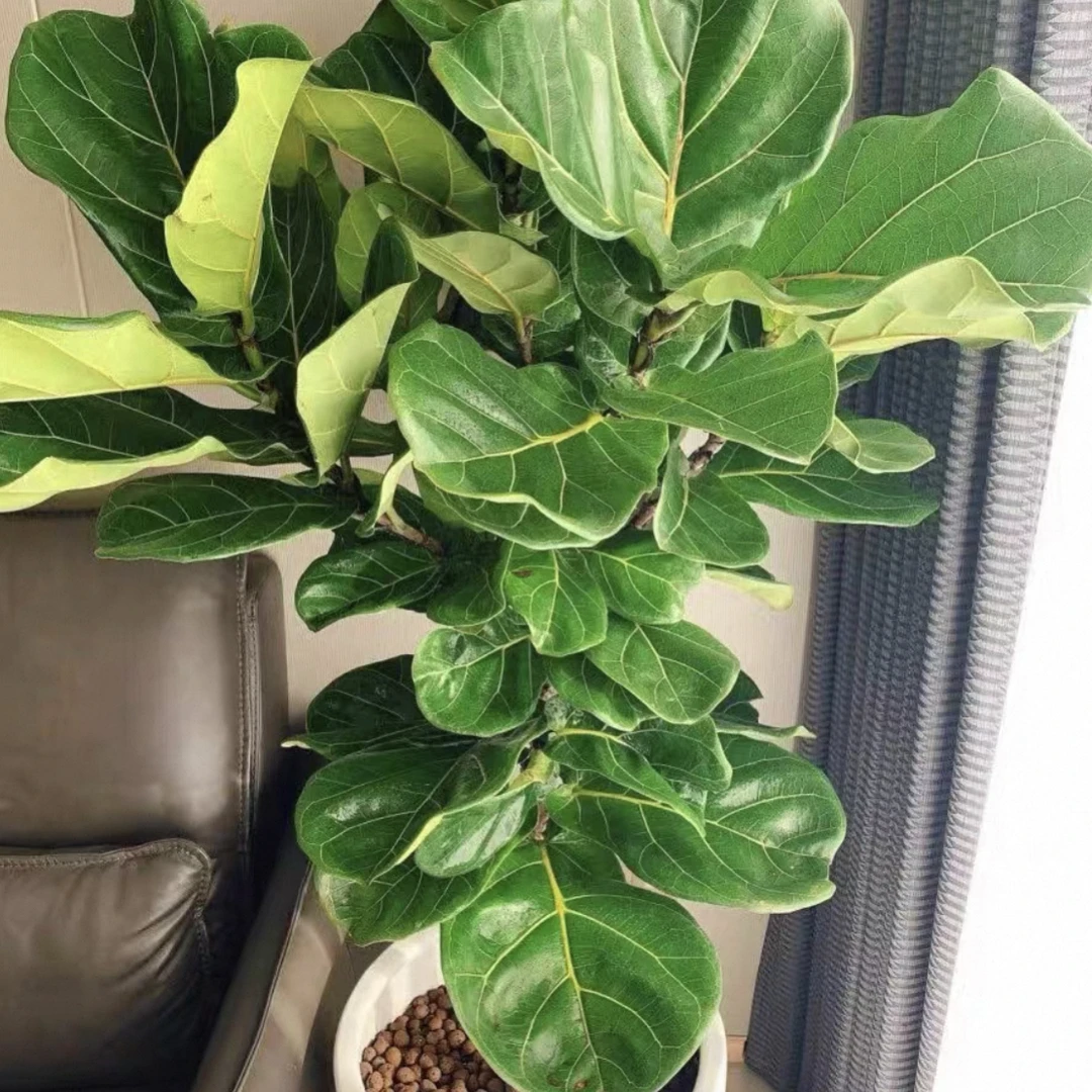大型老桩琴叶榕盆栽室内客厅北欧风绿植绿植盆栽好养吸甲醛
