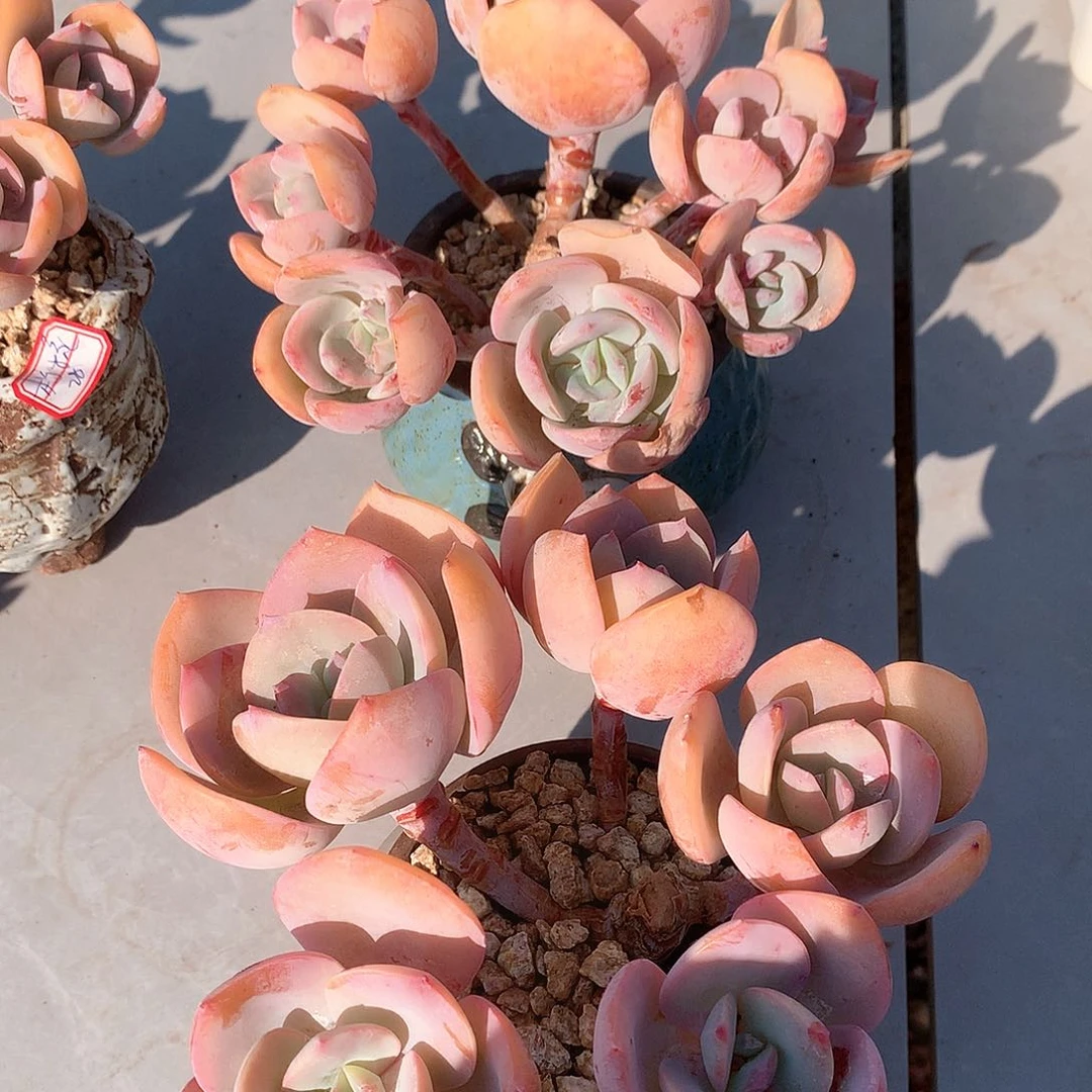 白凤多肉植物两颗