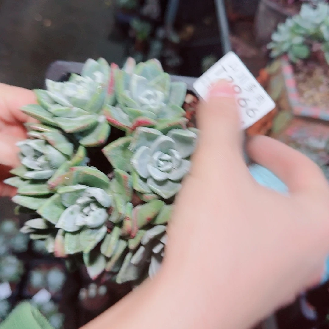 2966泡芙苹果叶多肉