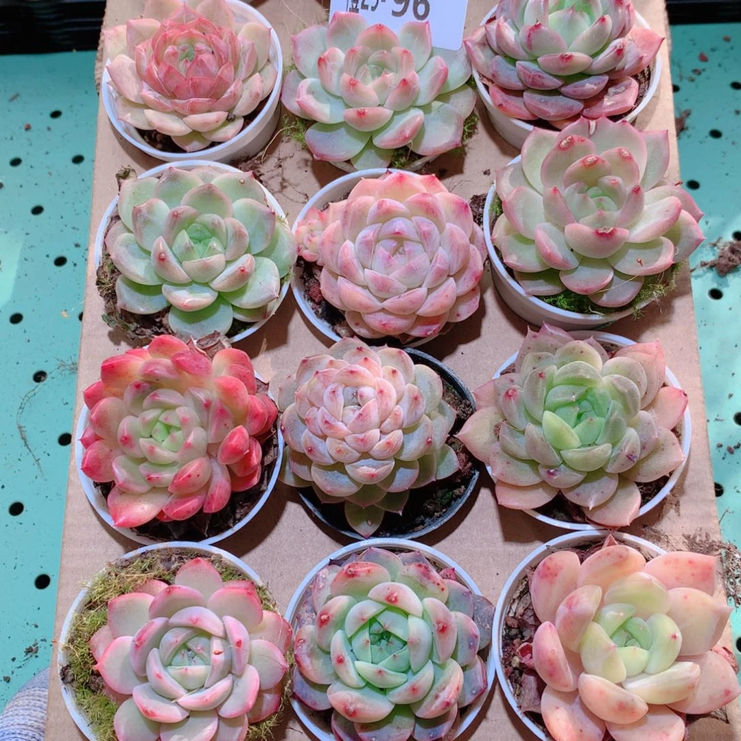 29-96一物一拍多肉带盆18颗