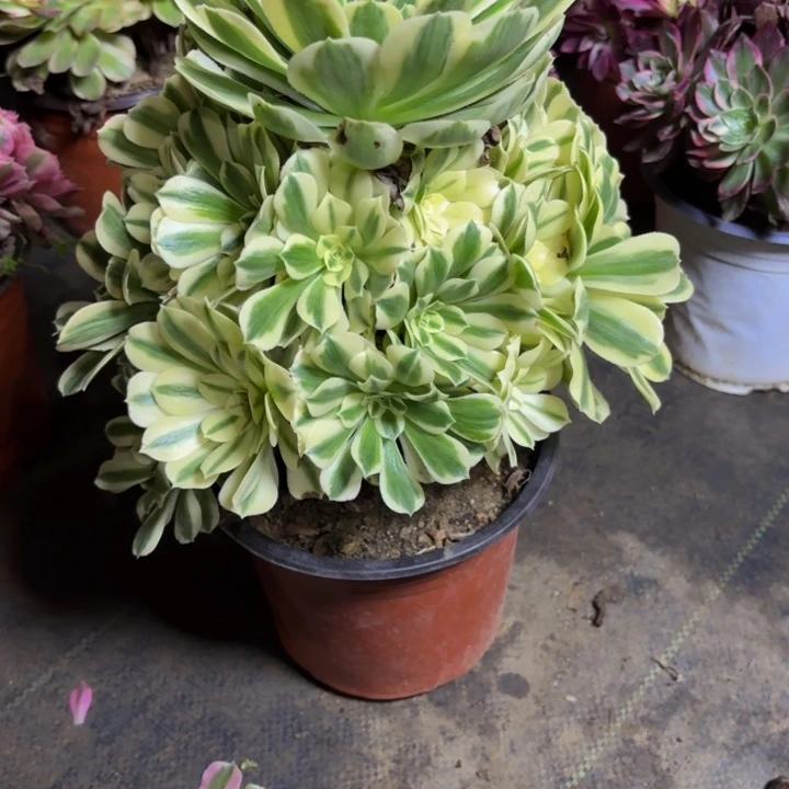 瑞妈，，，，。。554迈，