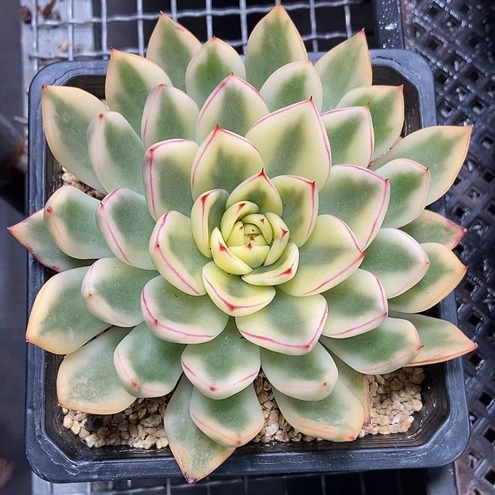 阿诗娜锦多肉植物