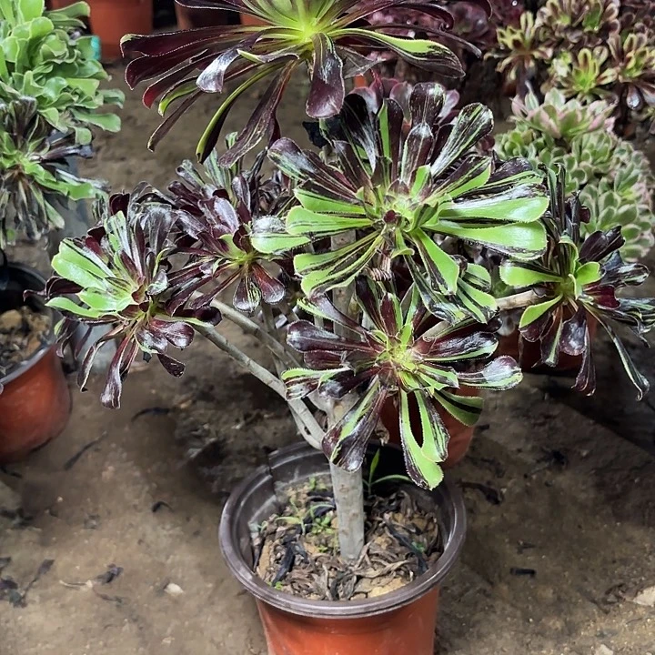 多肉植物水墨丹青34