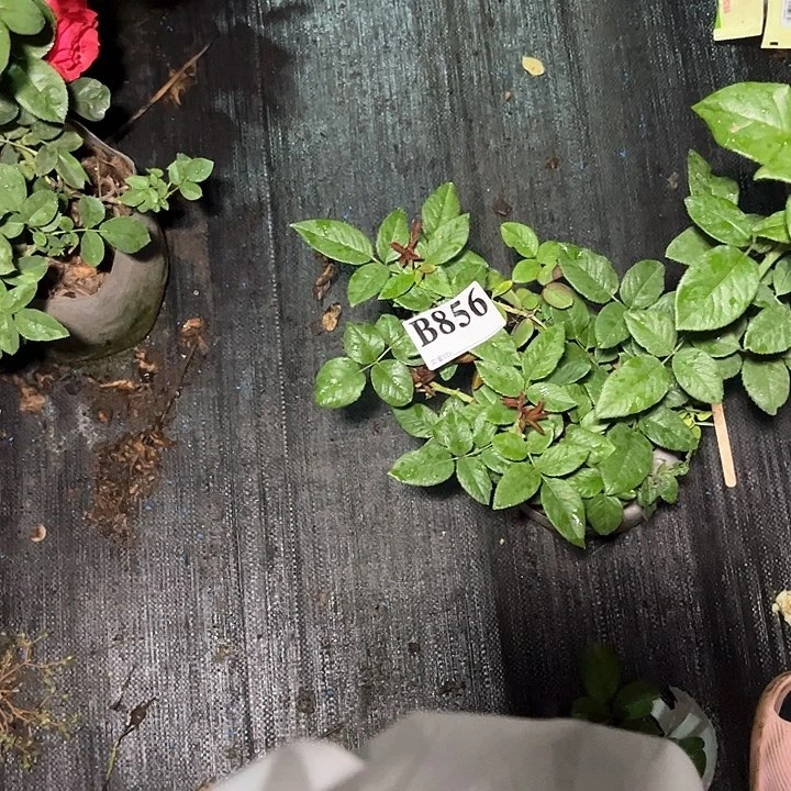无花朵拉佩拉856号