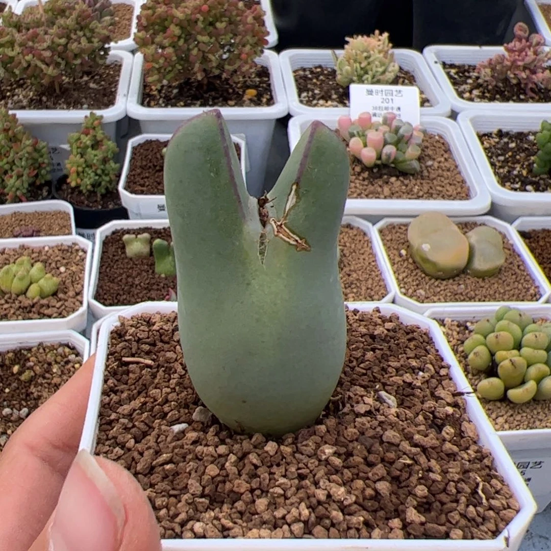 218号皮卡丘2.26多肉