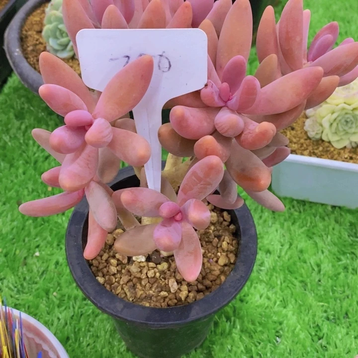 木**心多肉植物，开心多肉