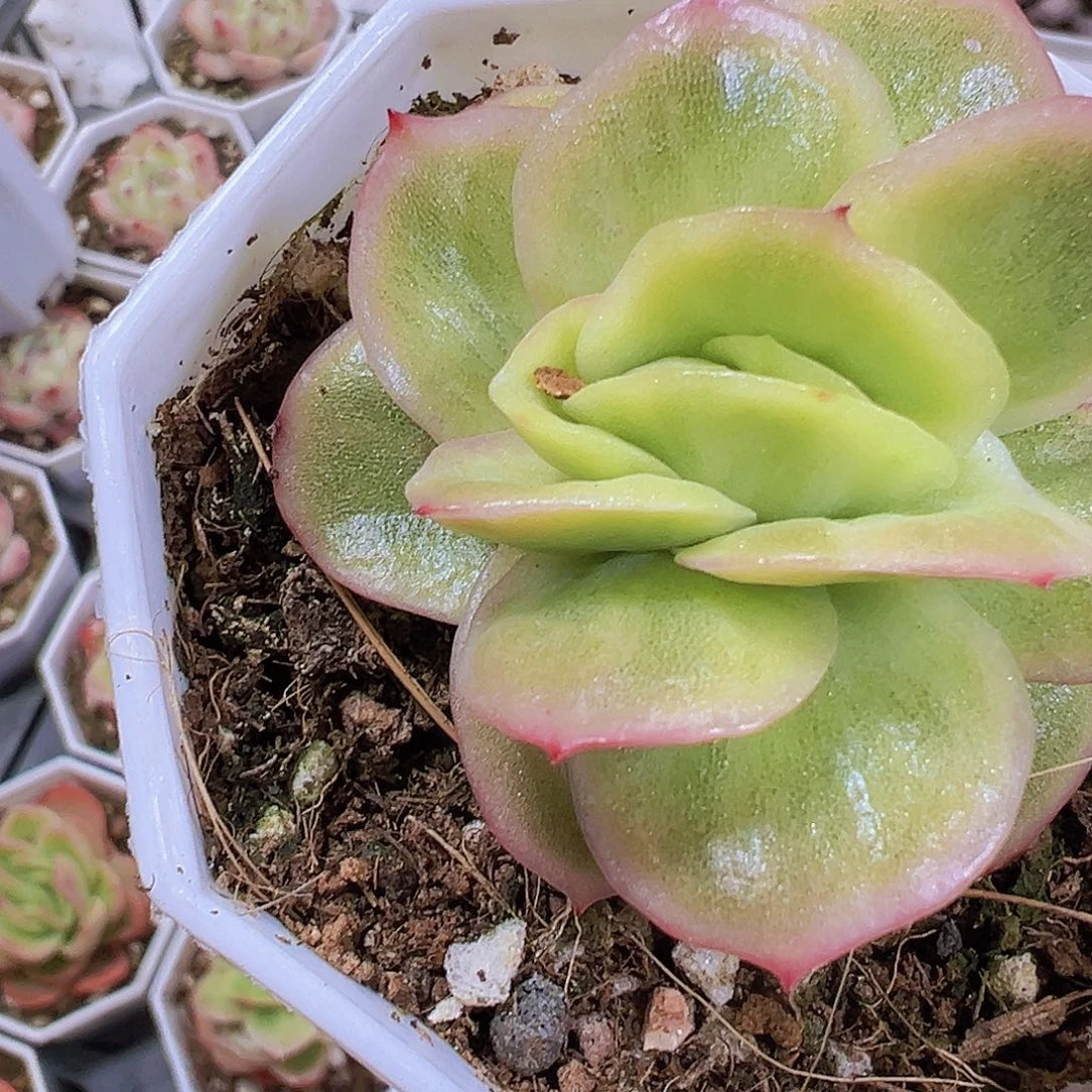 冰玫瑰锦19包邮多肉