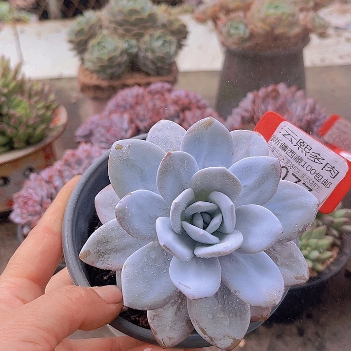 6077雪莲。