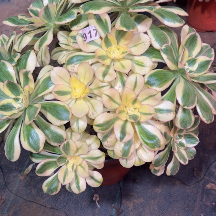 一***园燕姿锦917多肉法师一物一拍