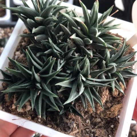 象牙塔白锦群带盆发货哈哈哈