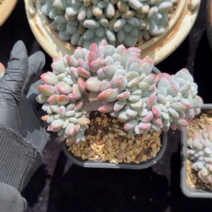 X***唐15厘米左右一物一拍的