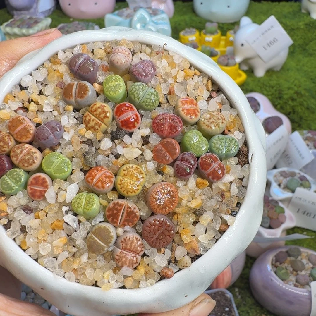 多肉植物福利冲冲525