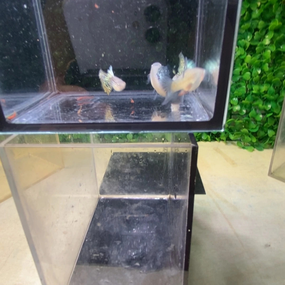 孔雀鱼搭背蛇王两对