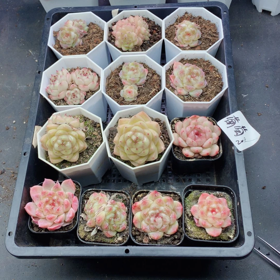 㵾葡萄58包邮  群生不包整