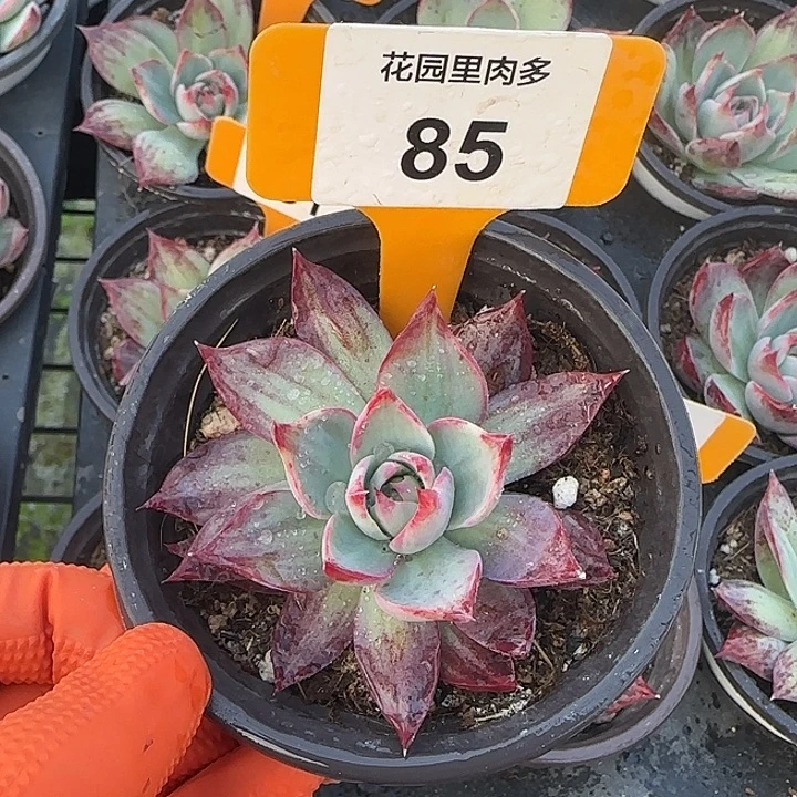 用***然85惊鸿单头多肉6-9CM冠幅