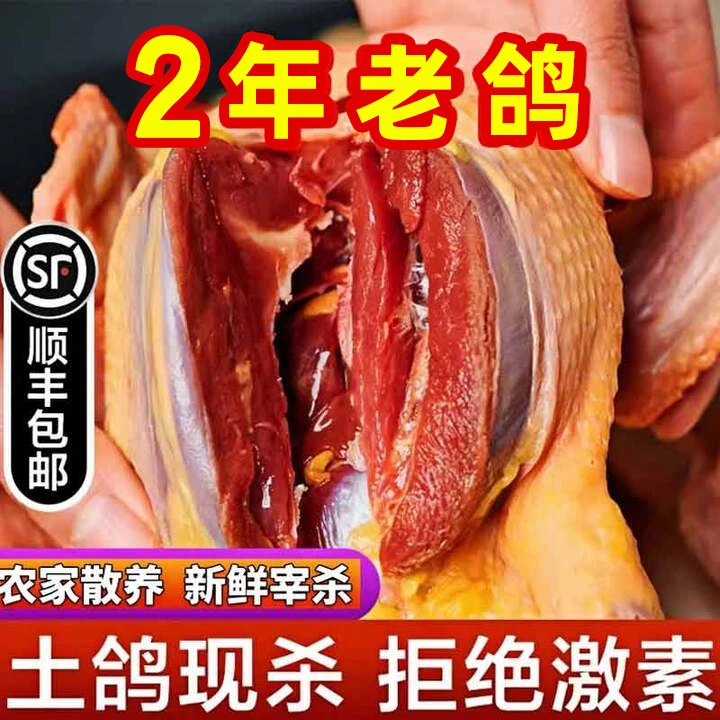 正宗老鸽子2年左右老鸽散养土鸽子营养新鲜现杀生鲜年货过节年货