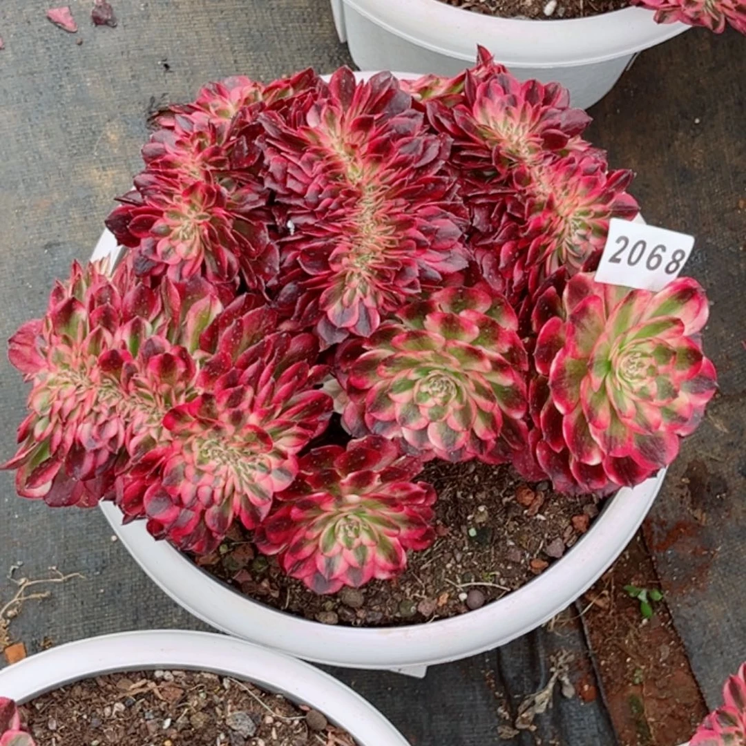 D****_荔枝缀多肉发货发货