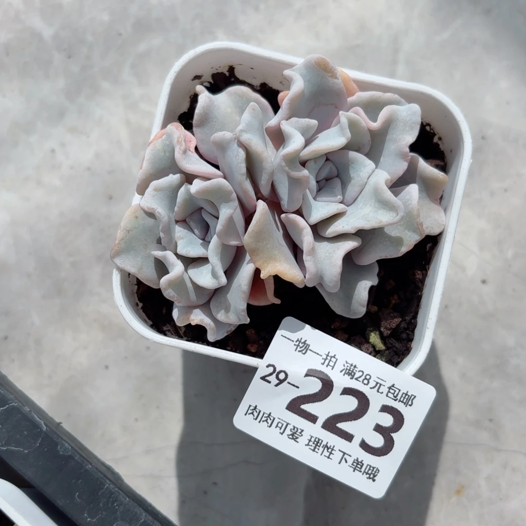 芭蕾舞者多肉无盆土发货无