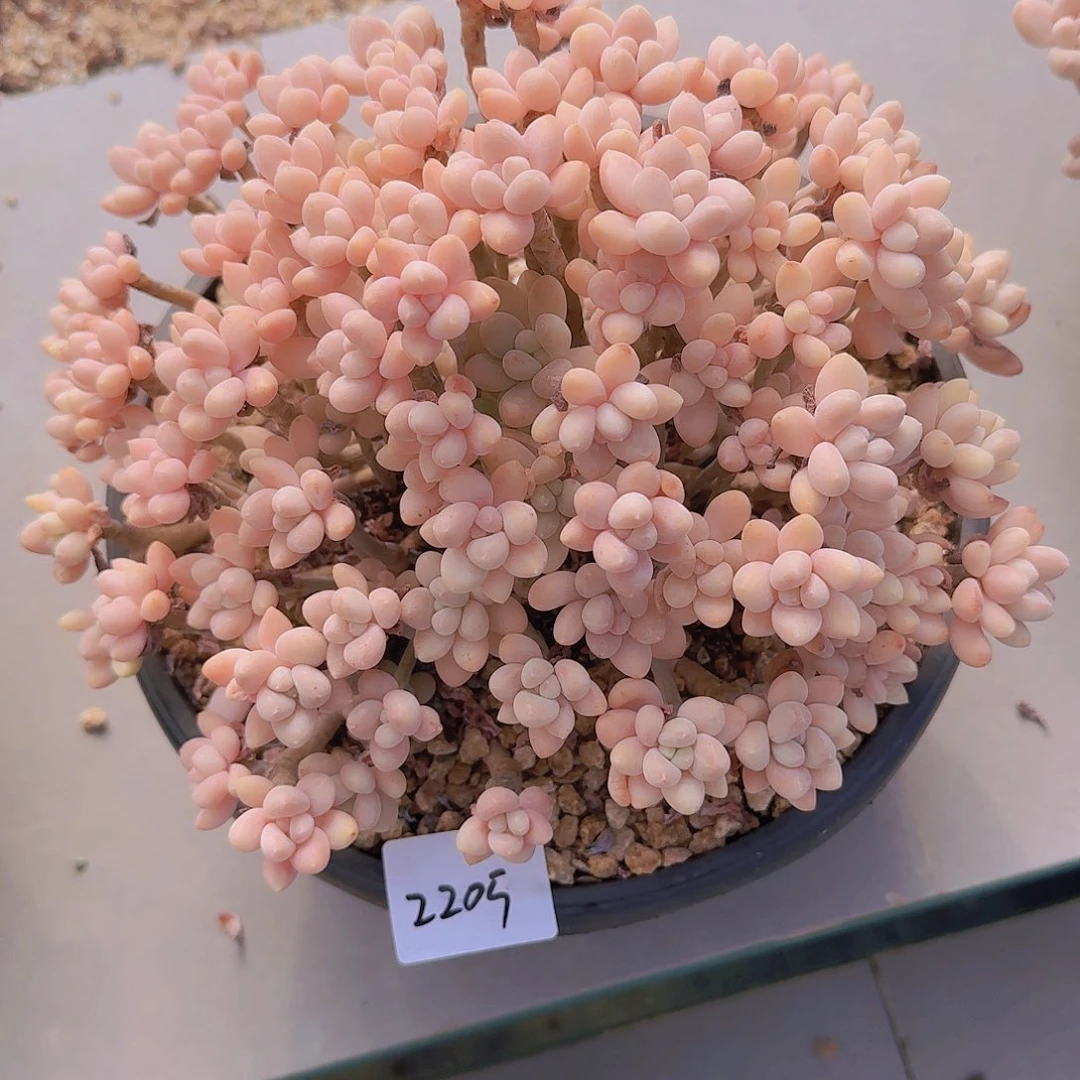 若*2205奶酪蛋糕多肉