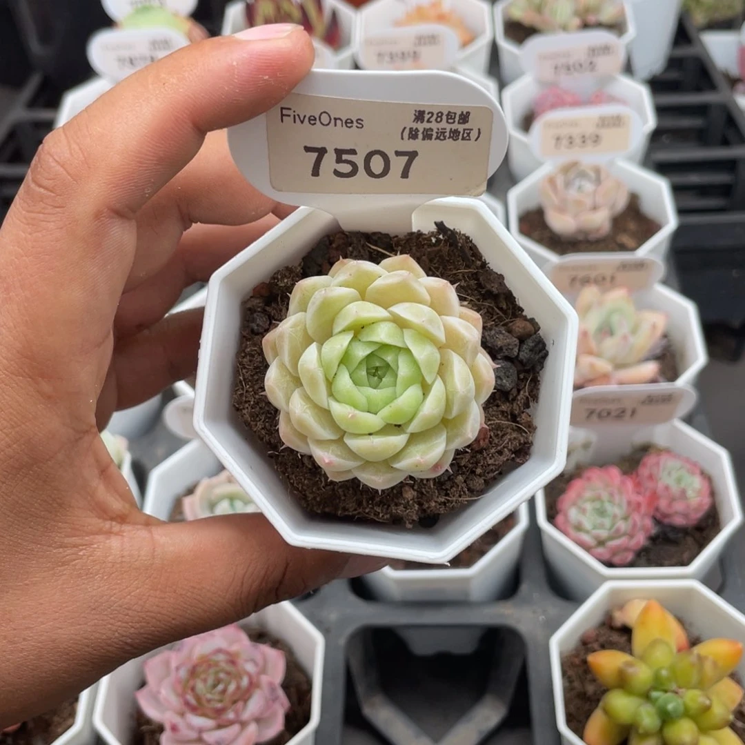 7507绿糖甜心5.0厘米