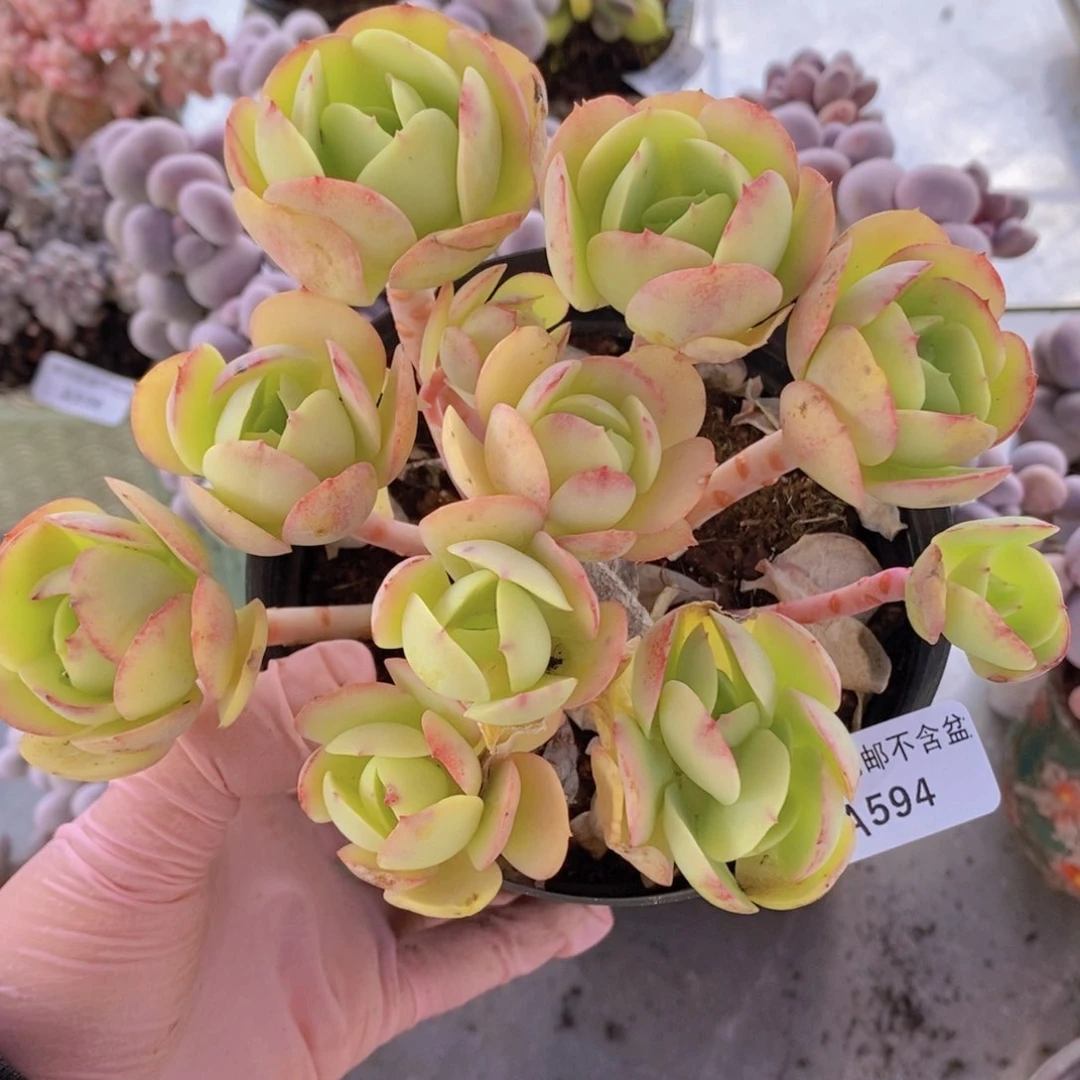 碧桃有砍14cm594多肉植物