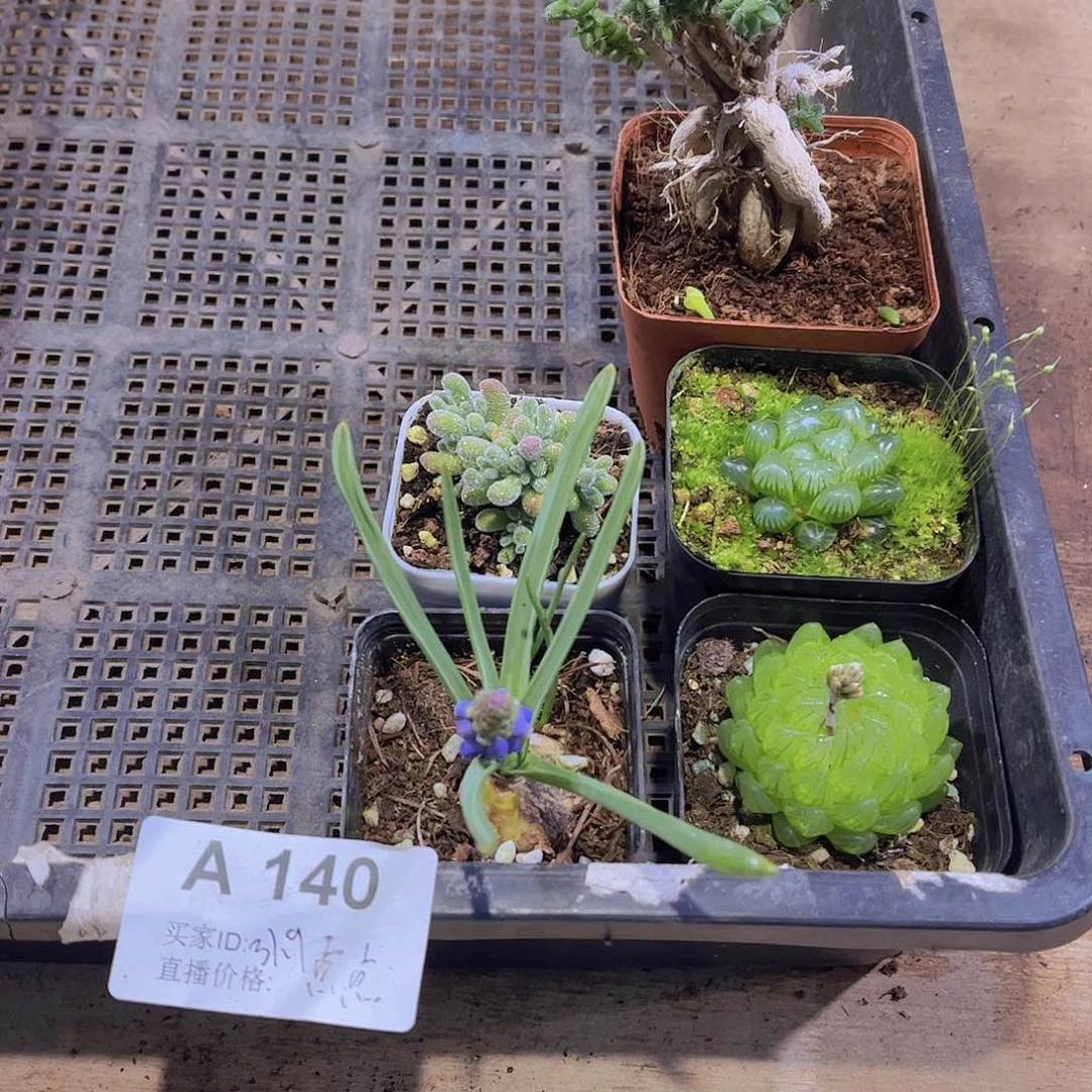 多肉140多肉植物