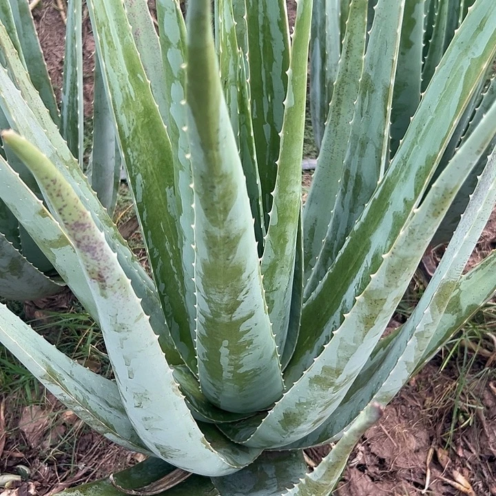 无花朵整颗30斤重库拉索芦荟，送3袋肥料