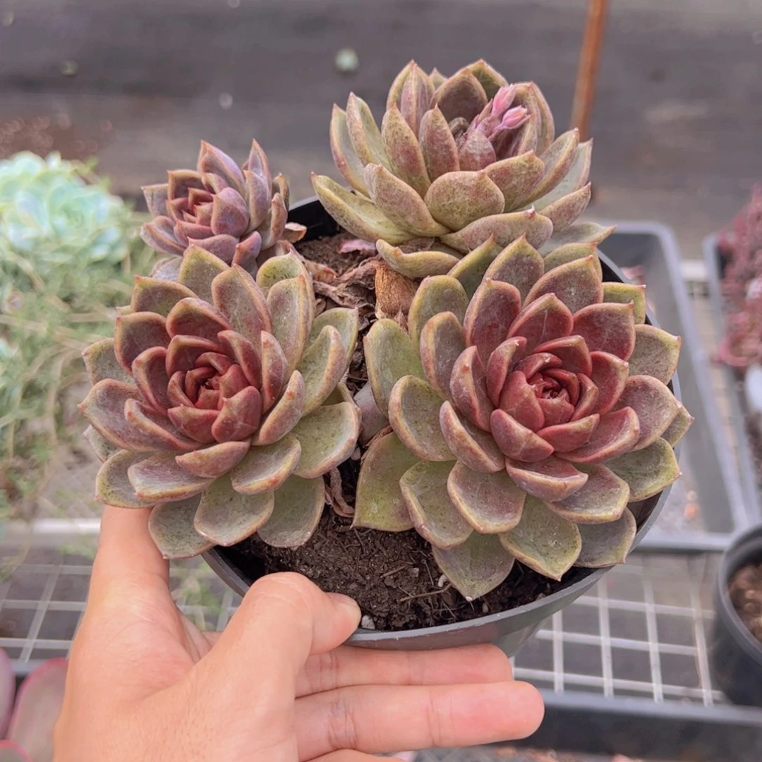 巧克力慕斯多头大盆群
