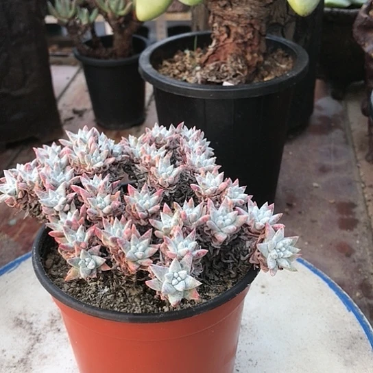 丸叶白菊仙女棒杯