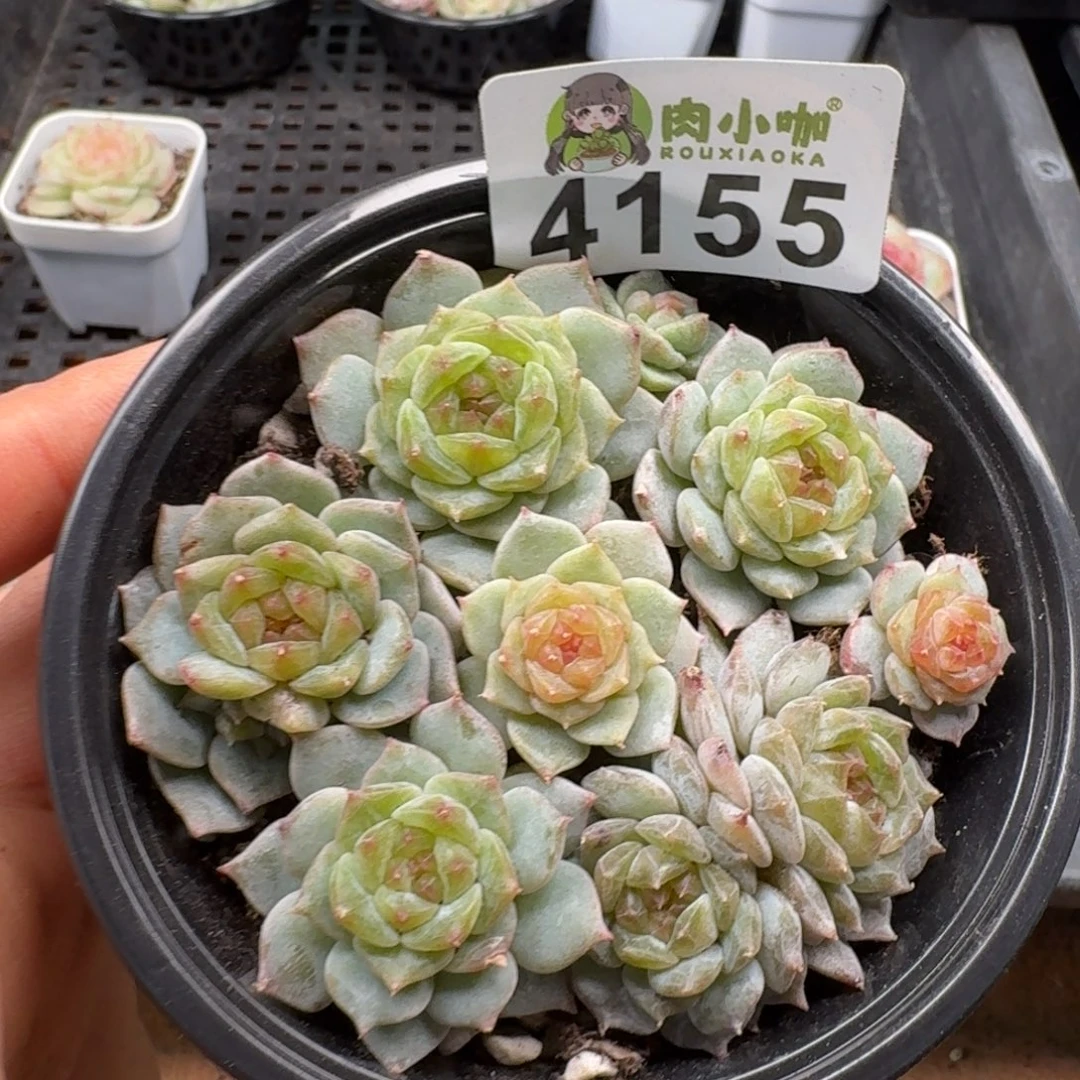 多肉植物多肉植物