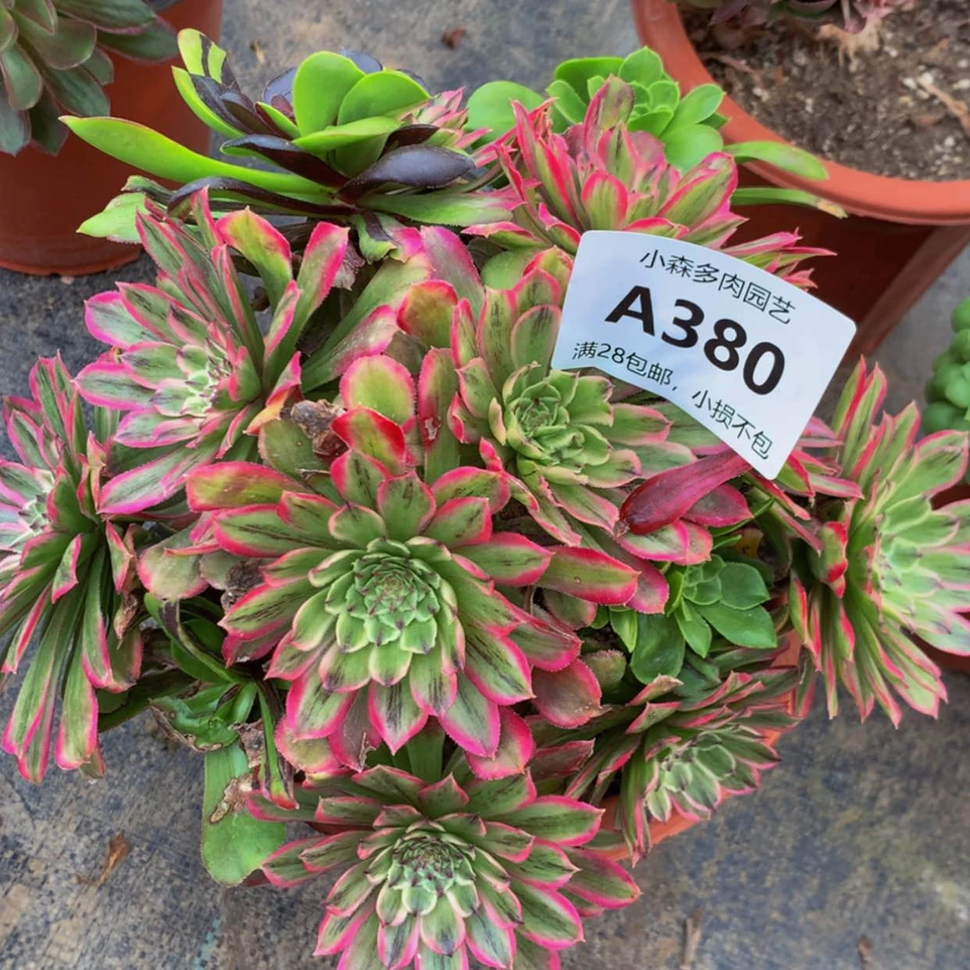 【闪购商品】开*果380糖果多肉