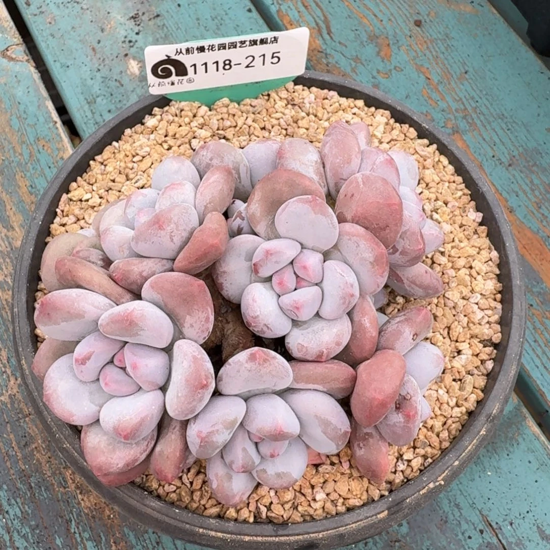 从前慢花园多肉编号1118-215