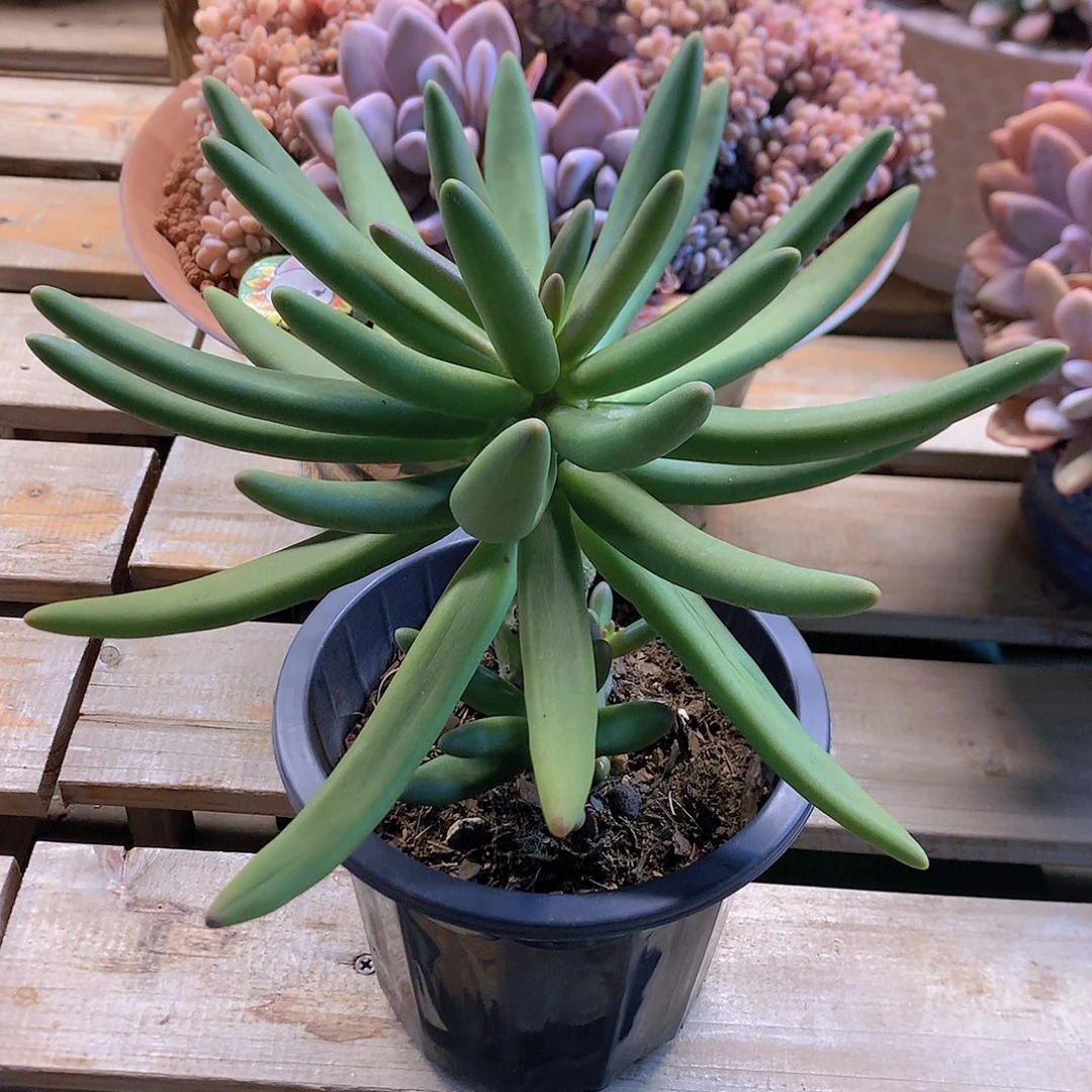 椰子树多肉一物一拍