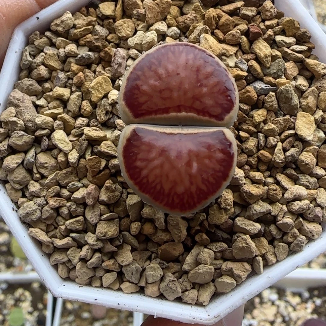 32岛田红窗菊母本大棚直播