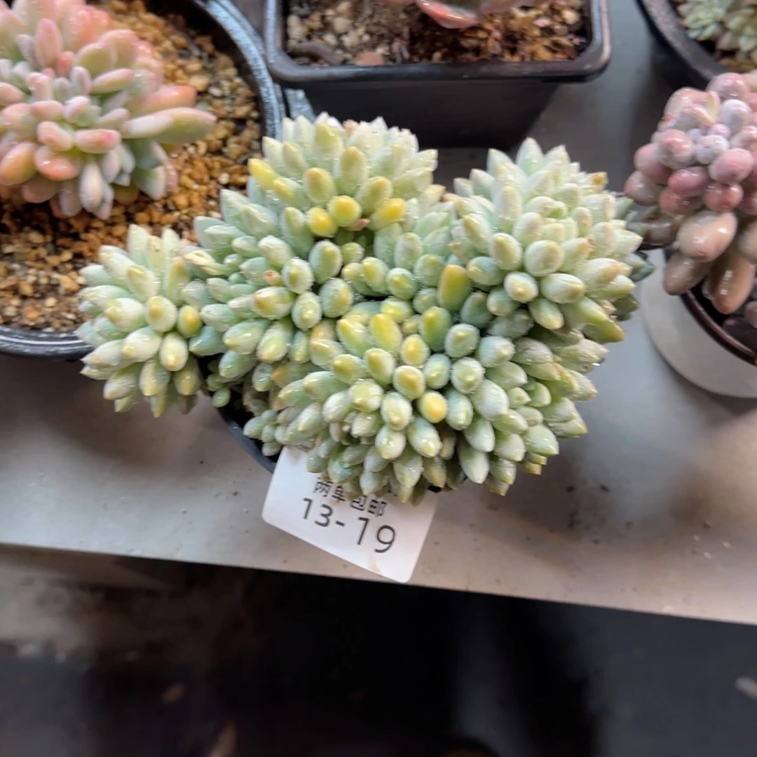 不***西13-19小叶奶糖多肉植物