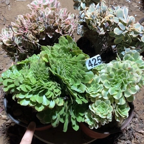 李***)425四颗缀化法师多肉植物