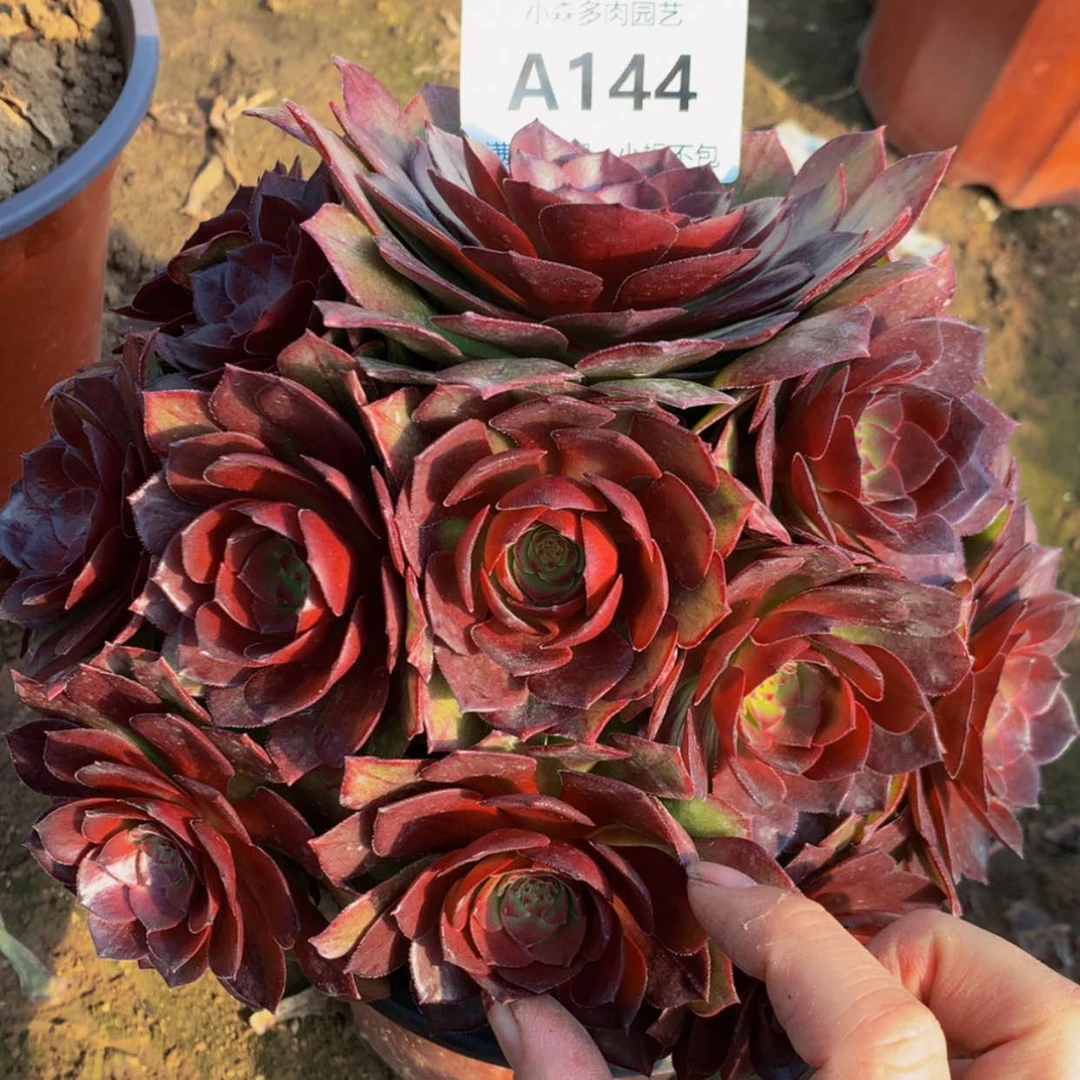 【闪购商品】翟144桃花石多肉