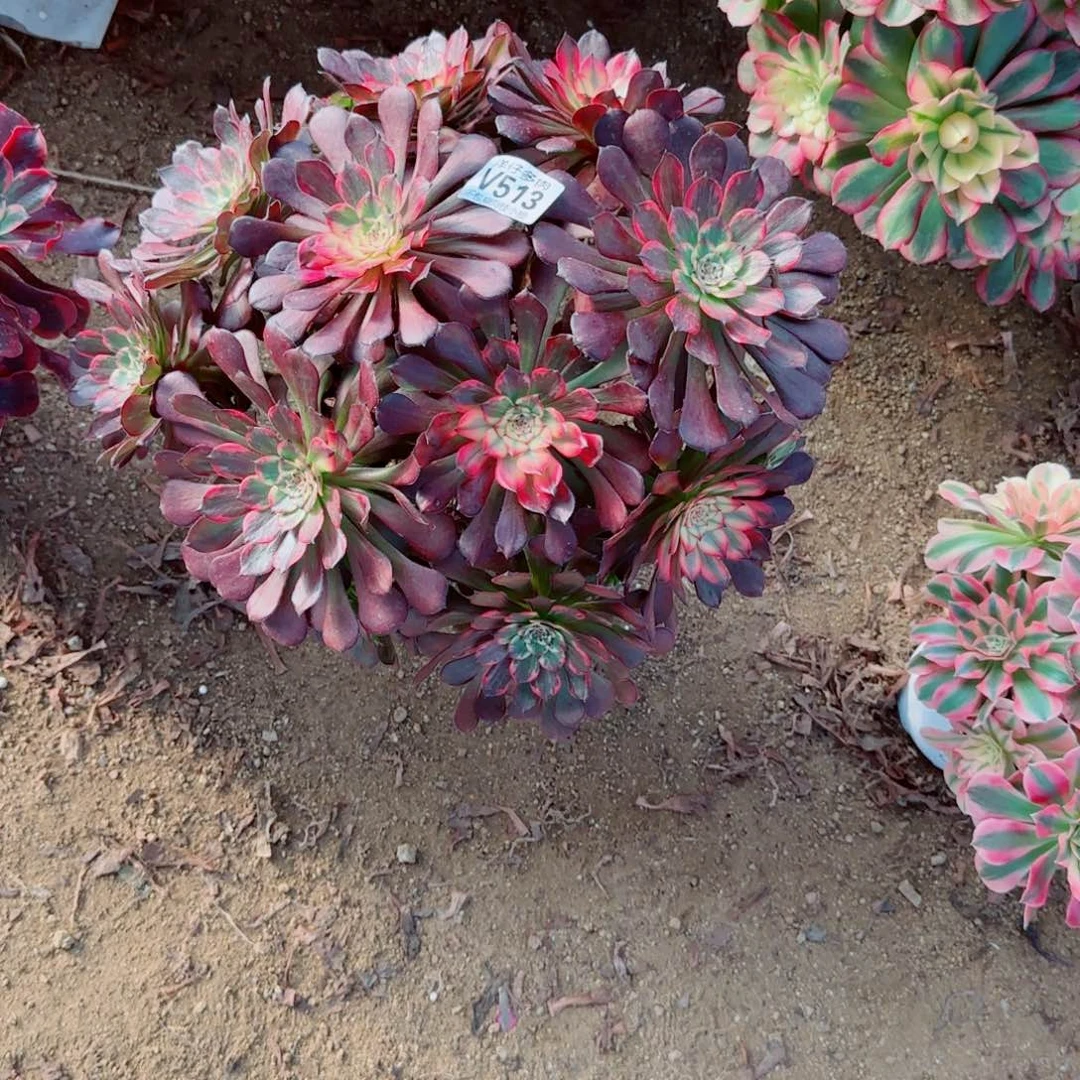 烟华法师513冠幅35