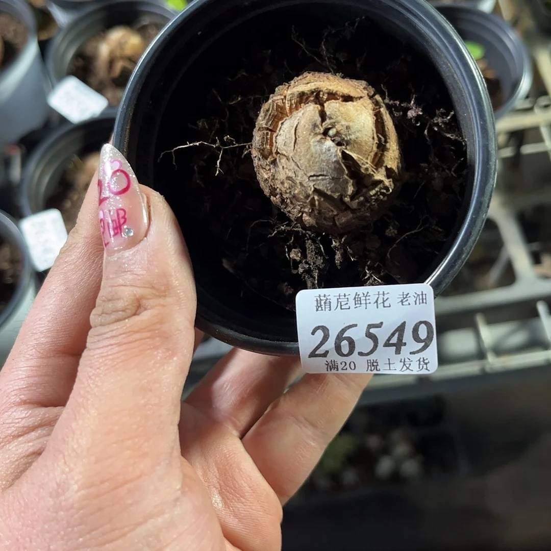 26549一物一拍单头发货