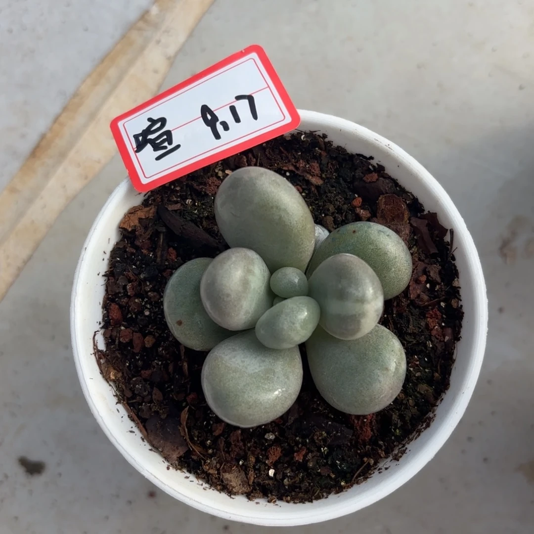 喧***原始奶锦单头喧专拍9.17