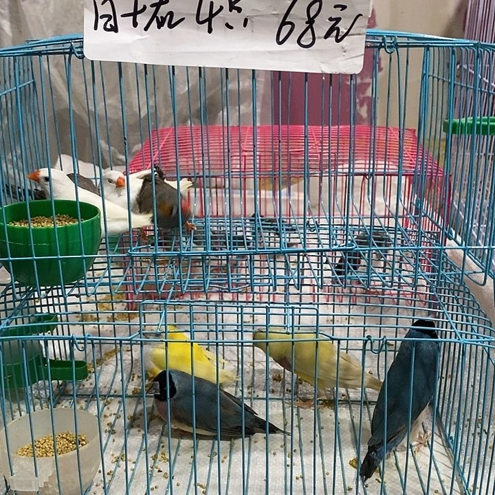 珍珠鸟禄****讯特价珍珠白加灰